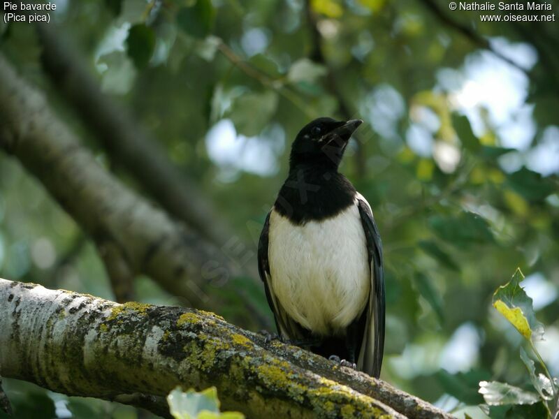 Eurasian Magpiejuvenile, identification, habitat