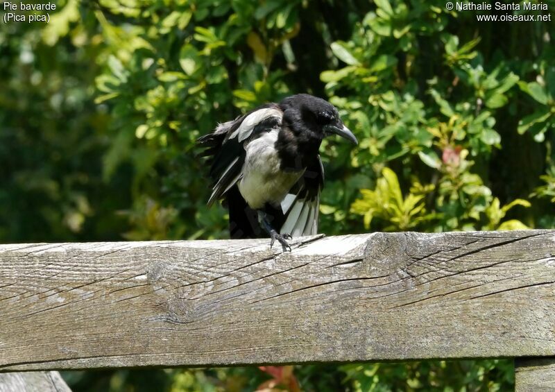 Eurasian Magpieadult, identification, habitat