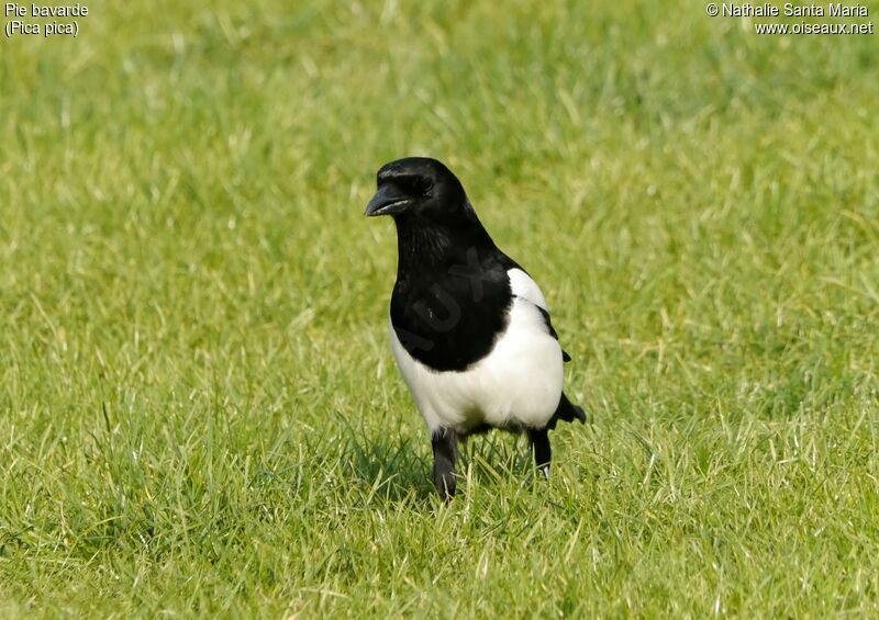 Eurasian Magpieadult, identification, habitat, walking