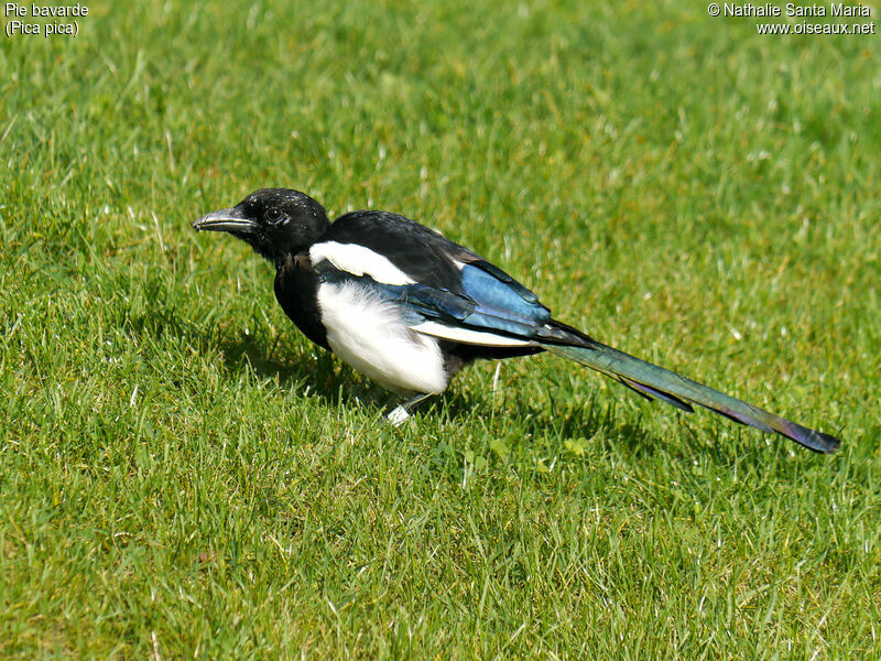 Pie bavardeadulte, identification, habitat