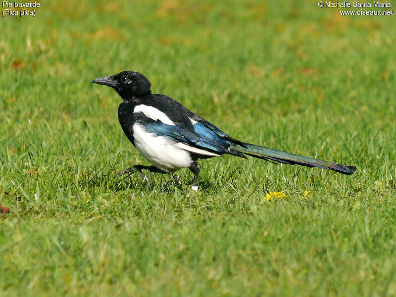 Eurasian Magpieadult, identification, habitat, walking