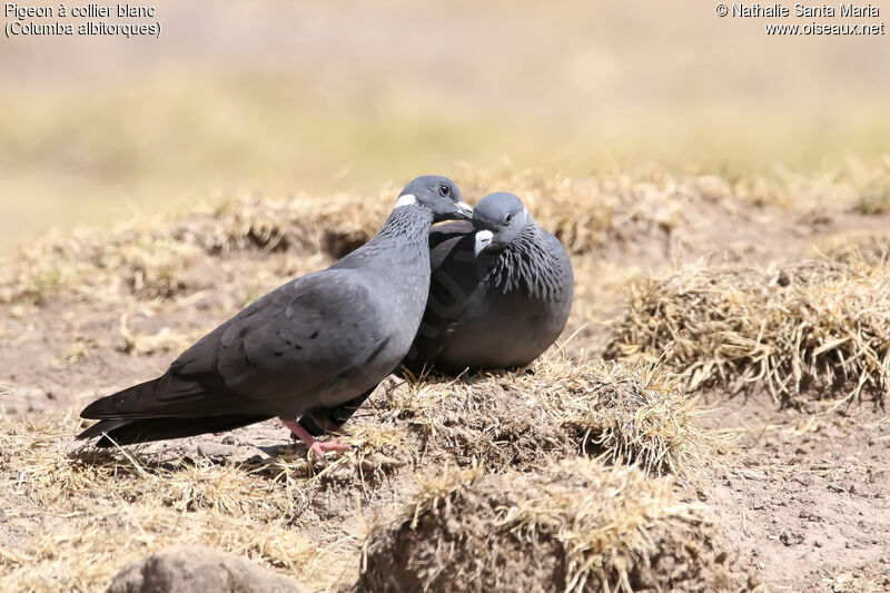 Pigeon à collier blancadulte, identification, habitat