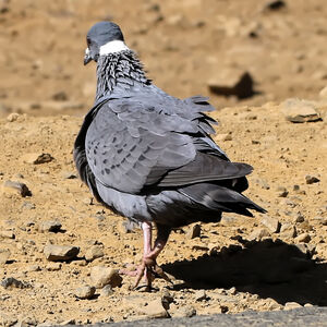 Pigeon à collier blanc