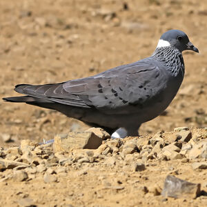 Pigeon à collier blanc