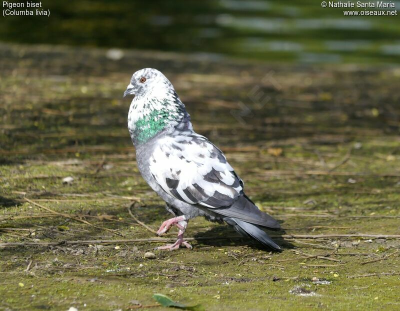 Pigeon biset mâle adulte