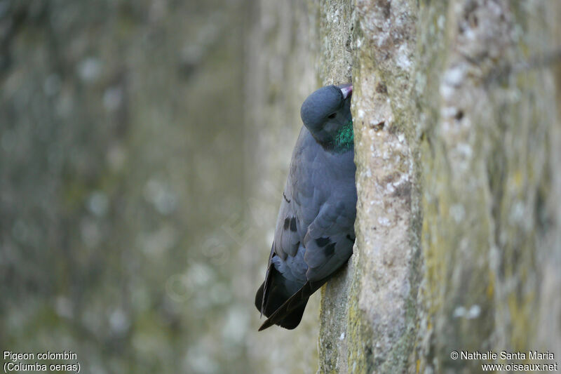 Stock Doveadult, identification, habitat, Reproduction-nesting