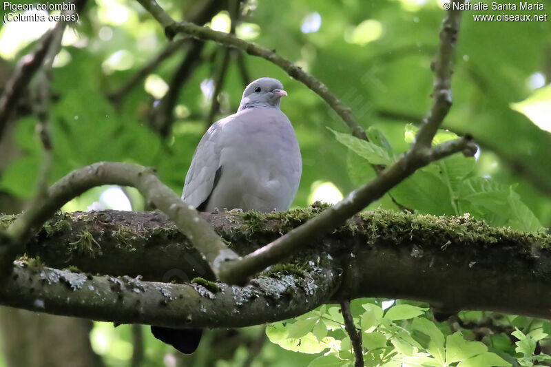 Stock Doveadult, identification