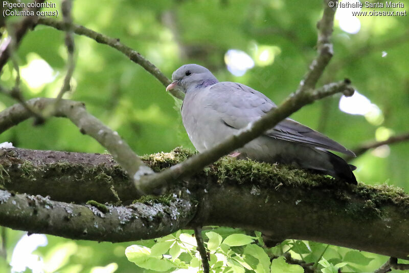 Stock Doveadult, identification