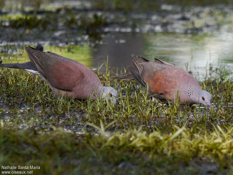 Pigeon de Madagascaradulte, mange