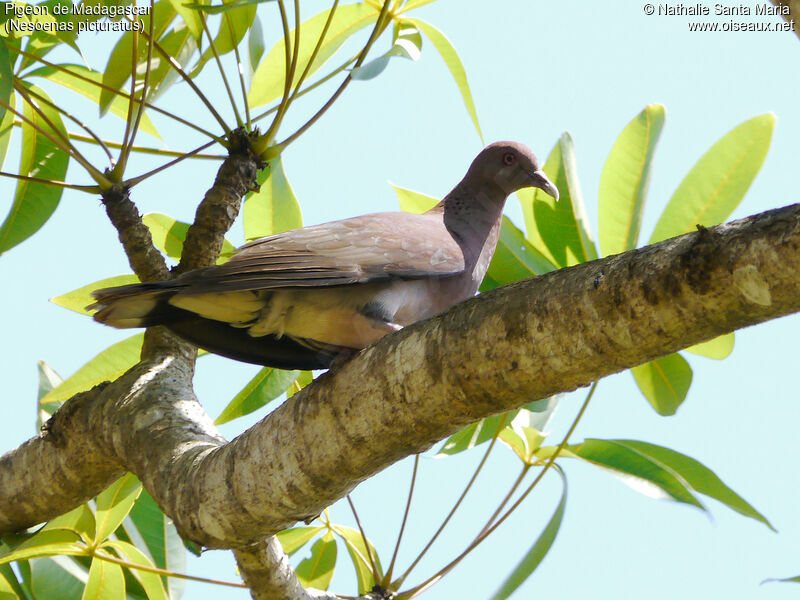 Malagasy Turtle Doveadult