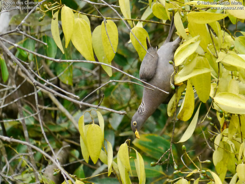 Comoros Olive Pigeonadult, Behaviour