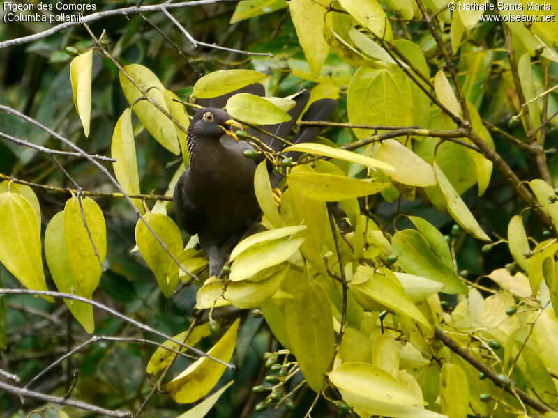 Pigeon des Comoresadulte, régime