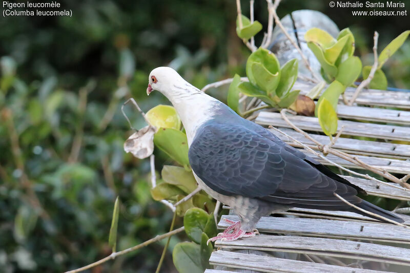 Pigeon leucomèleadulte, identification