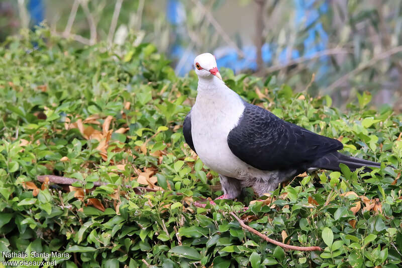 Pigeon leucomèleadulte