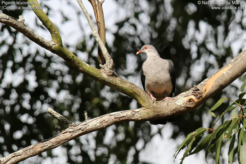 Pigeon leucomèlejuvénile, identification