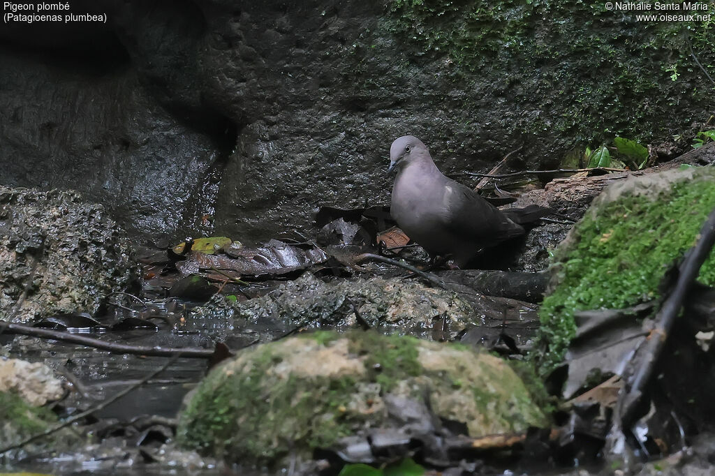 Pigeon plombéadulte, identification