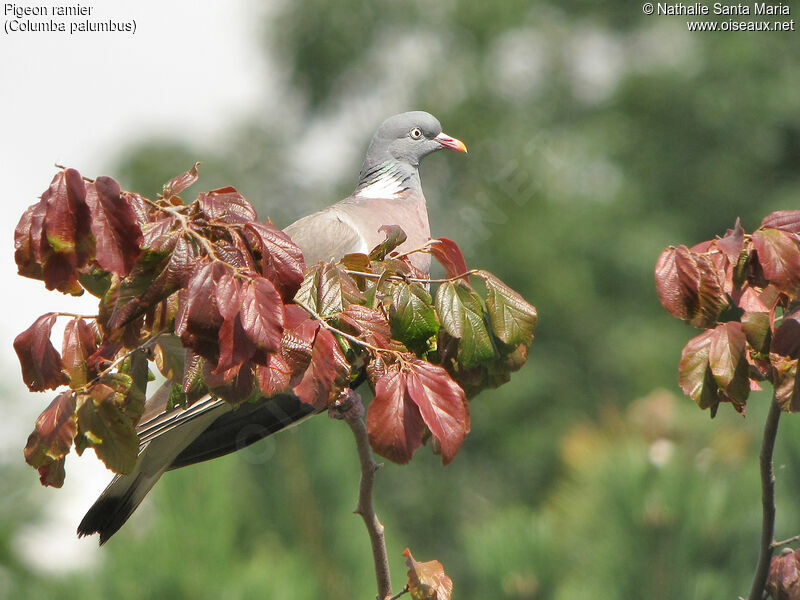 Common Wood Pigeonadult, identification, habitat, Behaviour