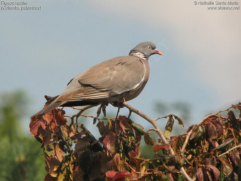 Pigeon ramieradulte, identification, habitat, Comportement