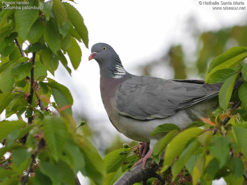 Pigeon ramieradulte, identification, Comportement