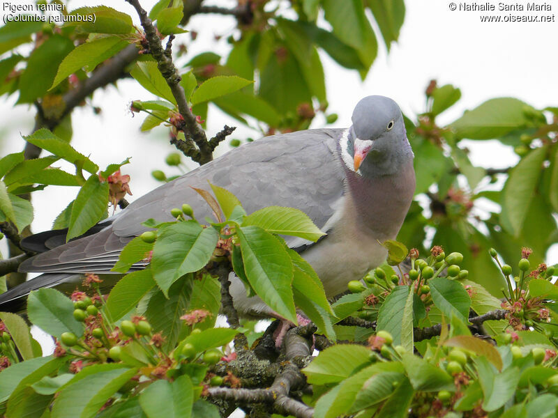 Common Wood Pigeonadult, Behaviour