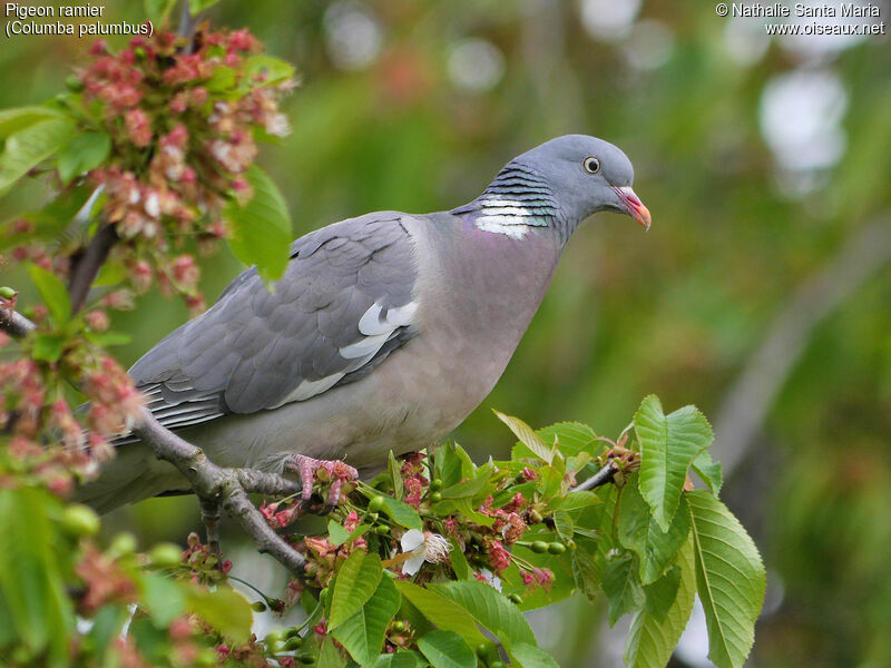 Common Wood Pigeonadult, identification, Behaviour