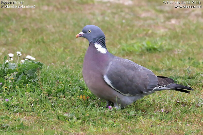 Common Wood Pigeonadult, identification, habitat, walking, Behaviour