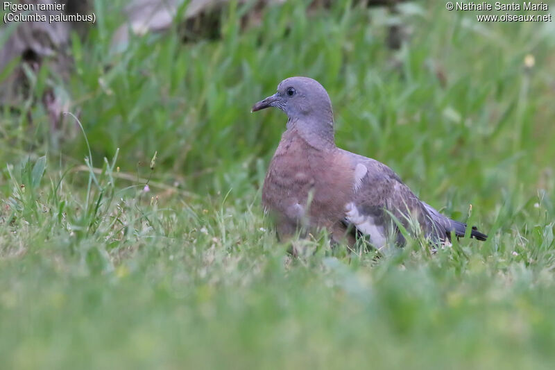 Common Wood Pigeonjuvenile, identification