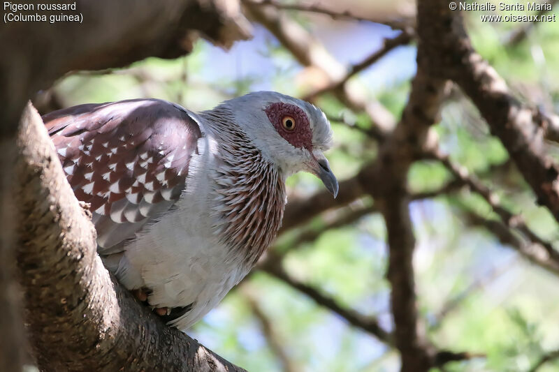 Speckled Pigeonadult