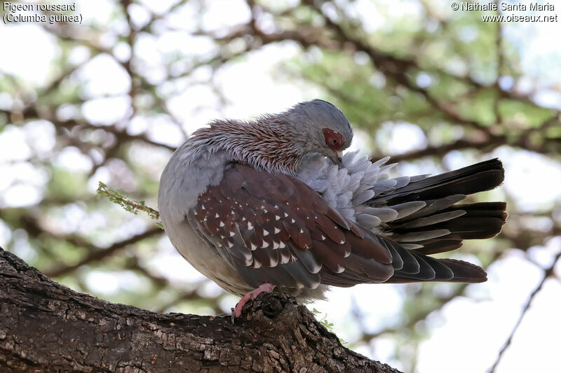 Speckled Pigeonadult, care