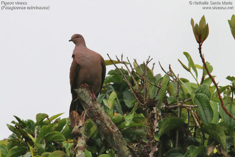 Ruddy Pigeonadult, identification