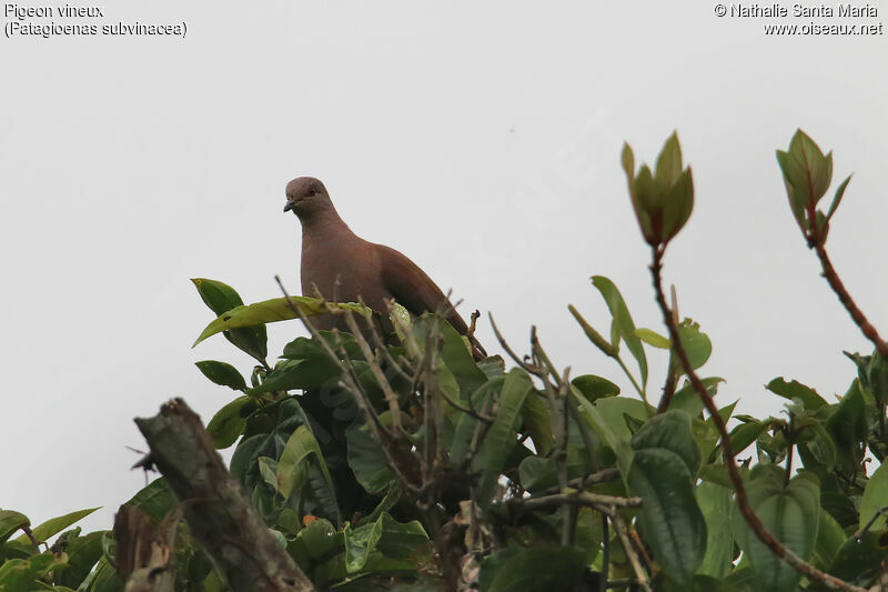 Pigeon vineuxadulte, identification