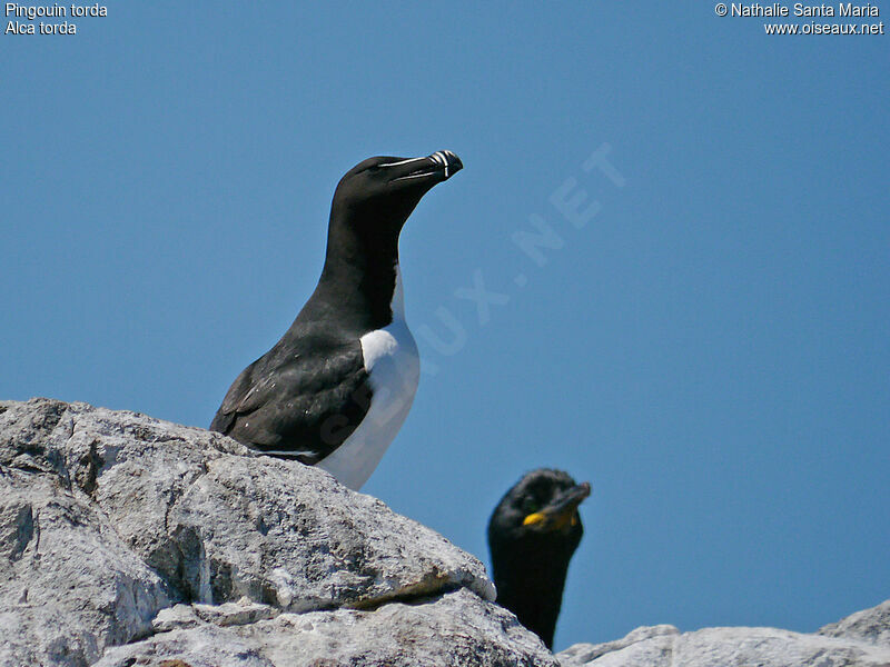 Pingouin tordaadulte nuptial, identification, Comportement