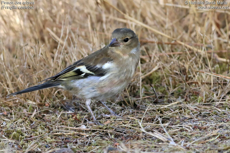 Pinson des arbresjuvénile, identification, habitat, marche, Comportement