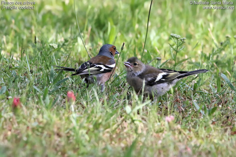 Common Chaffinch female juvenile, habitat