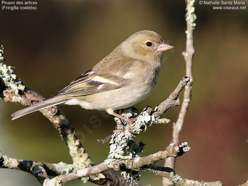 Eurasian Chaffinch female adult, identification, Behaviour