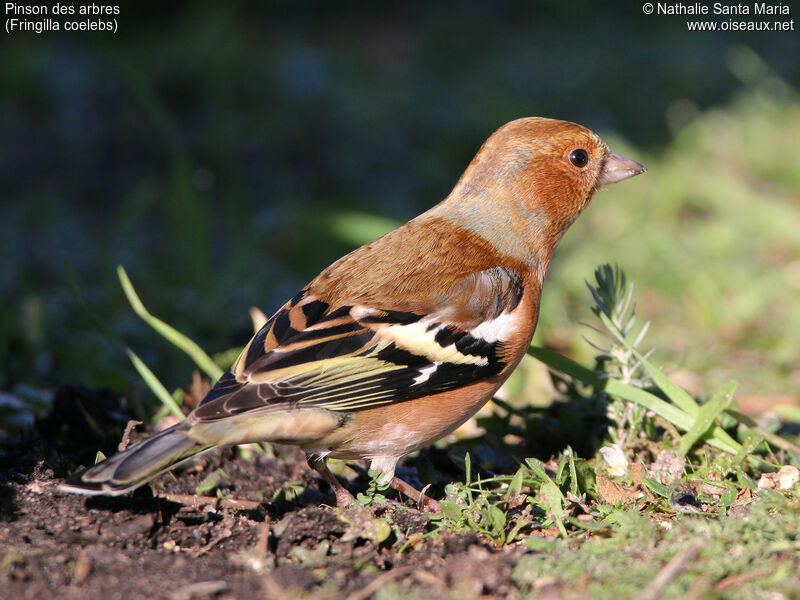 Common Chaffinch male adult breeding, identification, aspect, walking, Behaviour