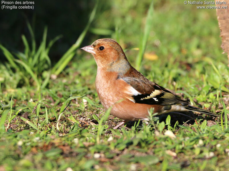 Common Chaffinch male adult breeding, identification, habitat, Behaviour