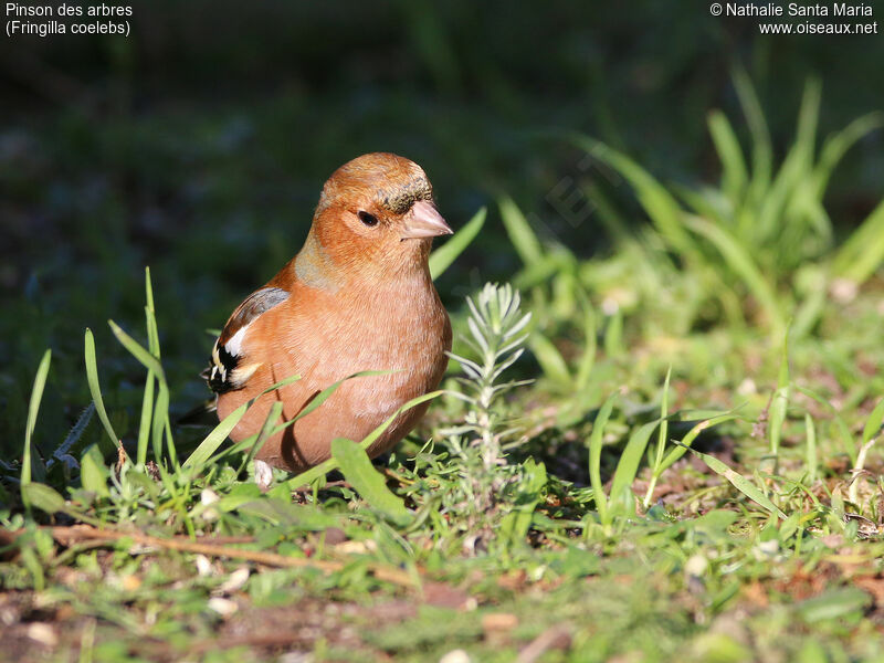 Common Chaffinch male adult breeding, identification, habitat, walking, Behaviour