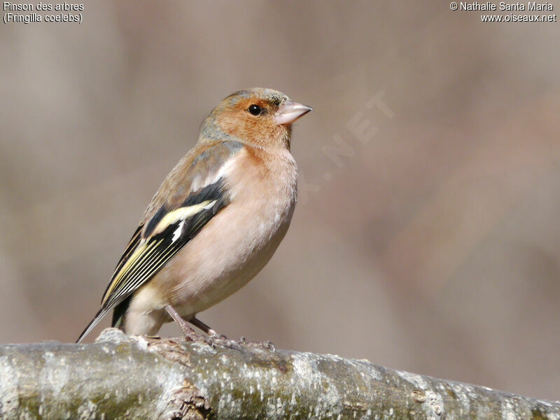 Common Chaffinch male adult post breeding, identification, Behaviour