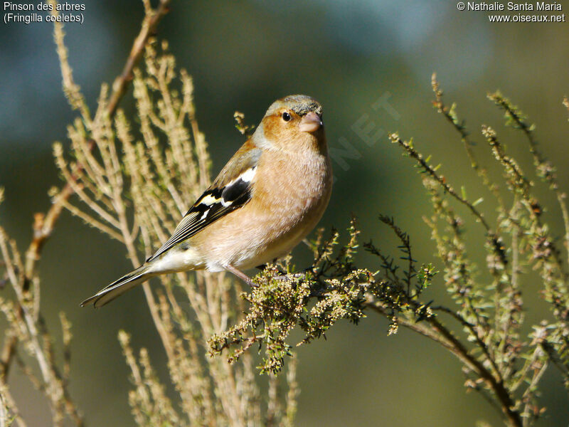 Common Chaffinch male adult breeding, identification, Behaviour