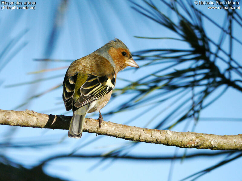 Eurasian Chaffinch male adult breeding, identification, aspect, Behaviour