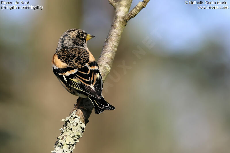 Pinson du Nord mâle adulte transition, identification