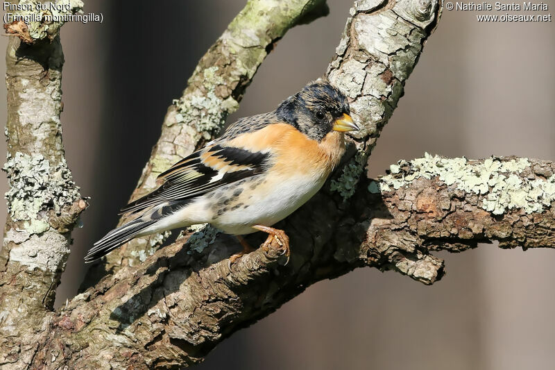 Pinson du Nord mâle adulte transition, identification