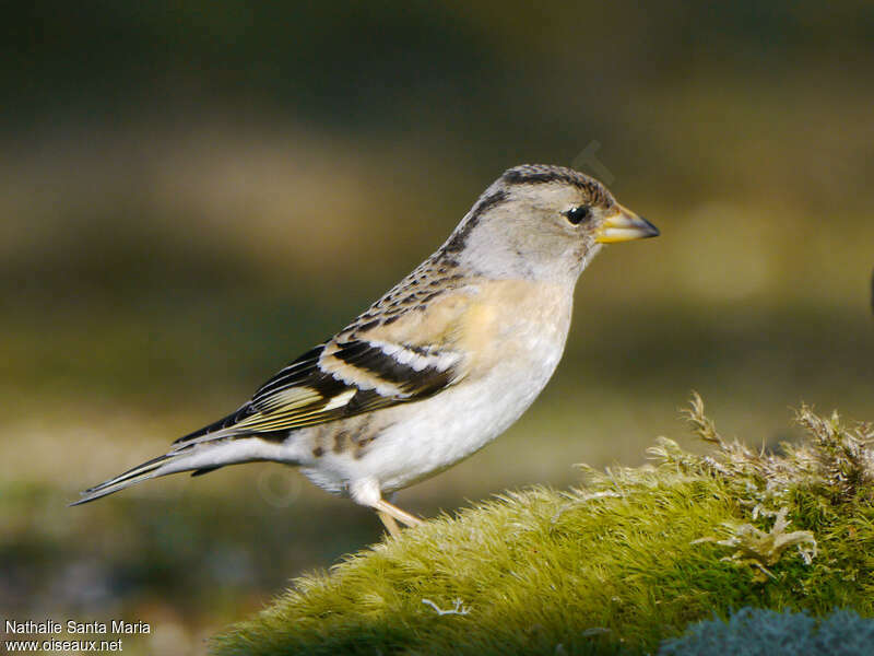 Pinson du Nord femelle adulte nuptial, identification