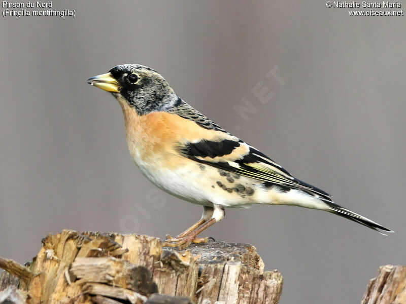 Pinson du Nord mâle adulte, identification