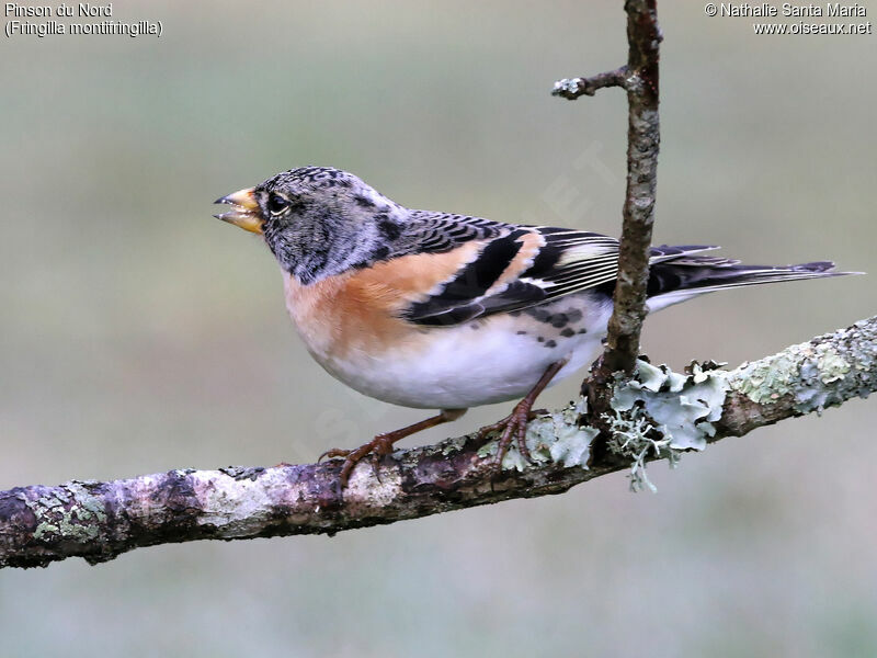 Brambling male adult, identification, eats, Behaviour