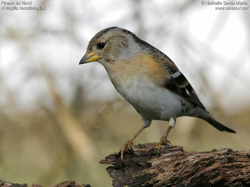 Pinson du Nord femelle, identification, Comportement