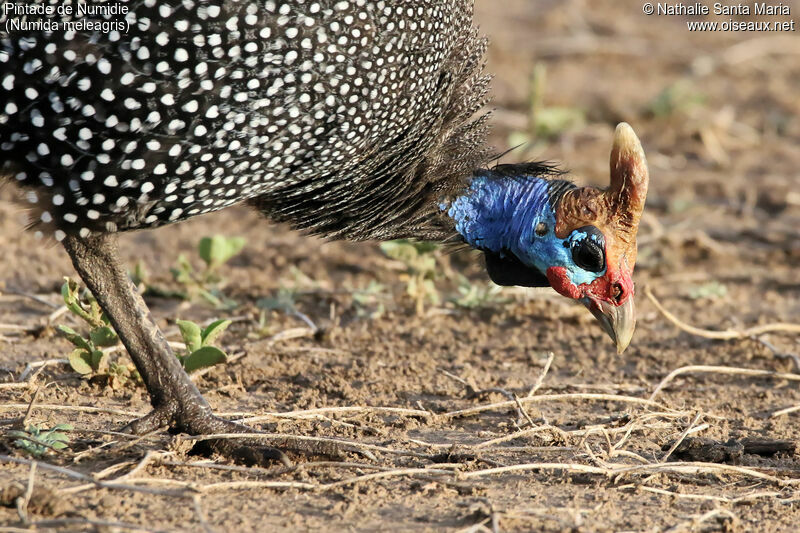 Helmeted Guineafowladult, identification, habitat, eats