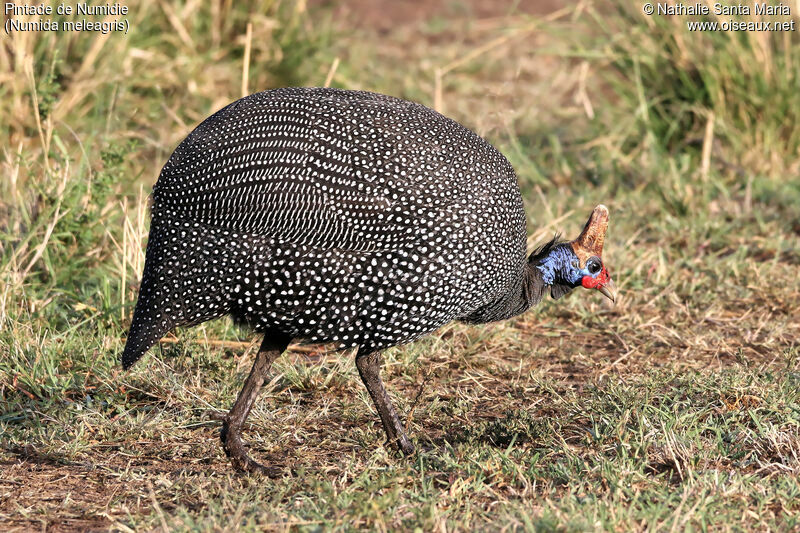 Helmeted Guineafowladult, identification, habitat, walking