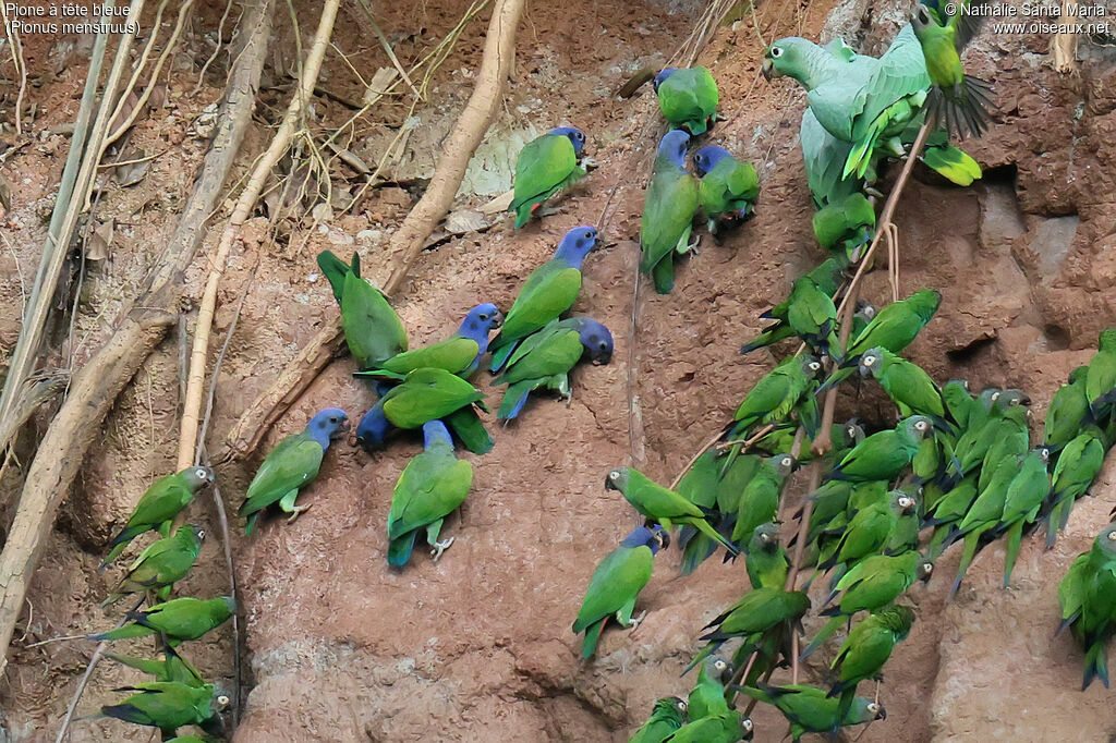 Pione à tête bleue